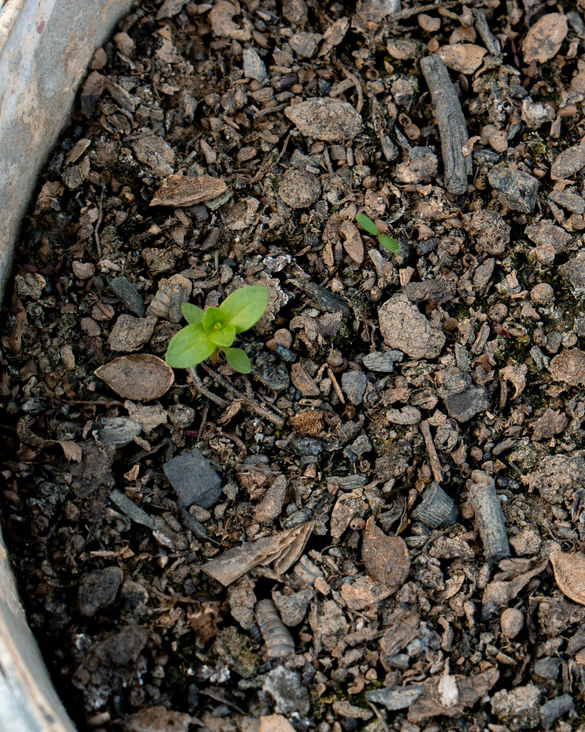 a close up of a small plant in a pot